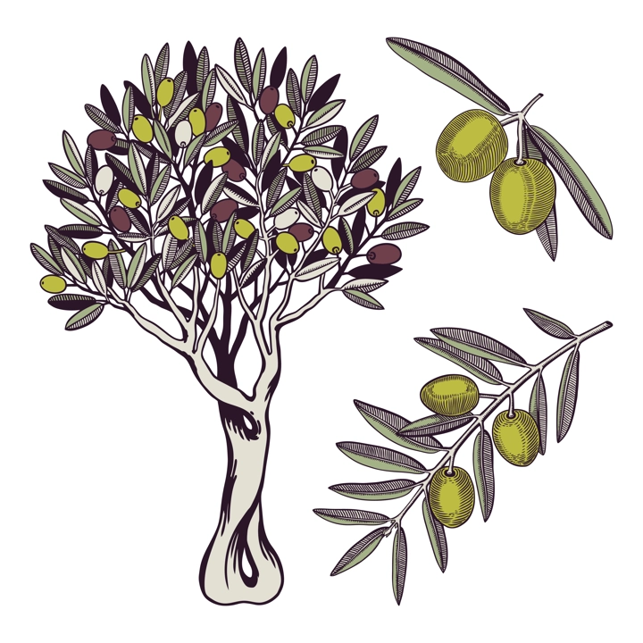 Olive tree vector illustrations set. Decorative twigs with leaves and olive fruit in color. Natural olive oil ingredient in engraved style. Healthy food plant isolated on white background